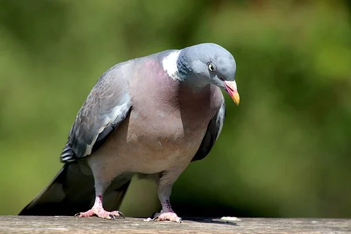 pigeon-5083013__340.webp
